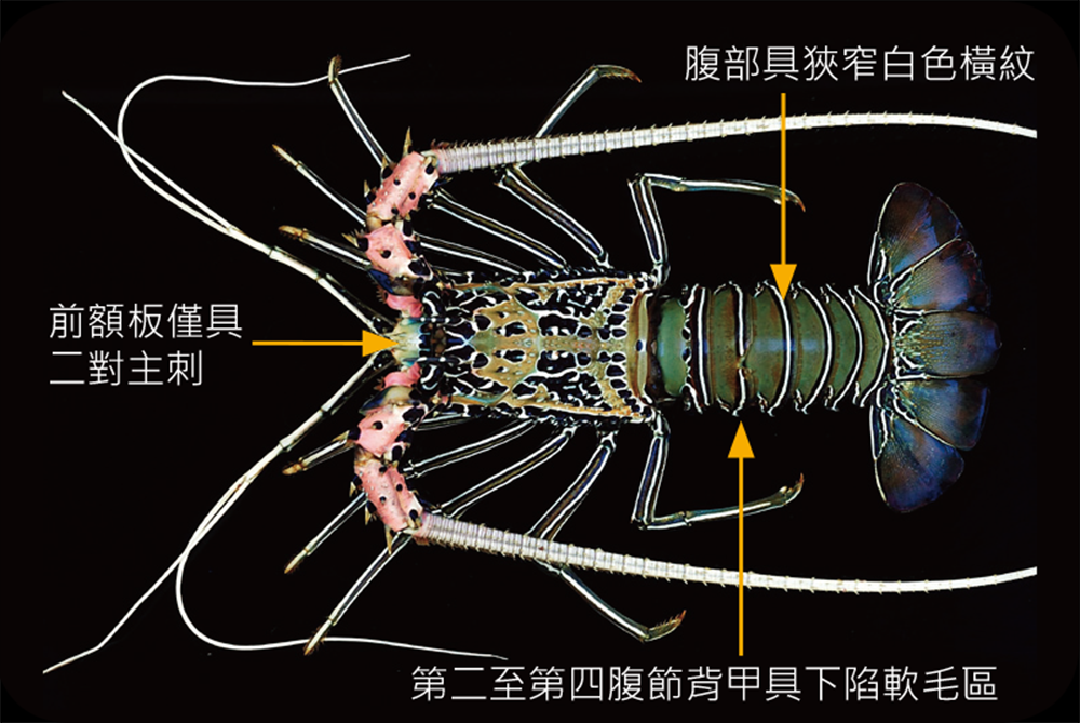 雜色龍蝦