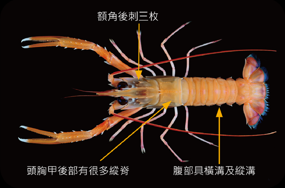 臺灣後海螯蝦