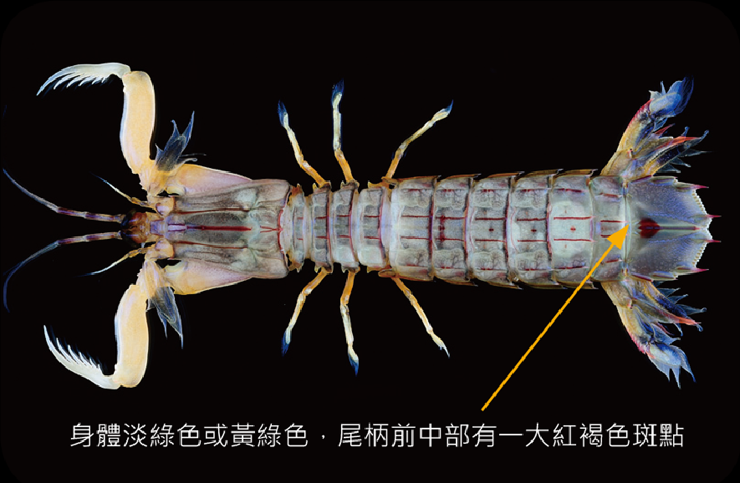 斷脊小蝦蛄