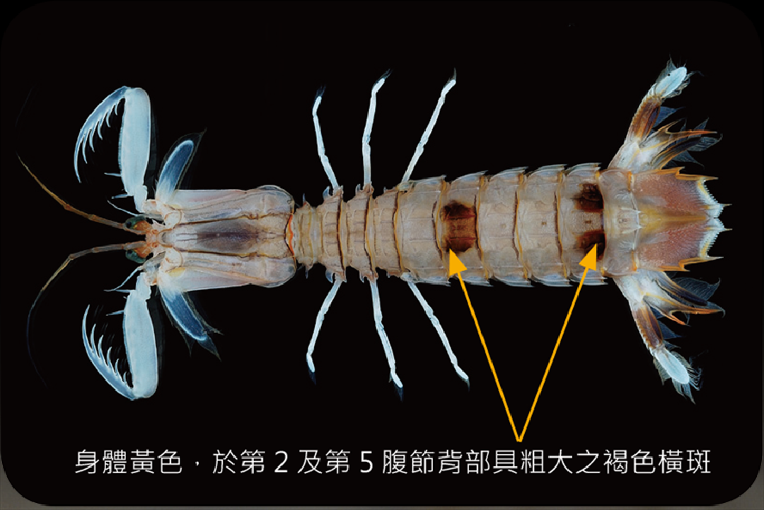 尖刺糙蝦蛄