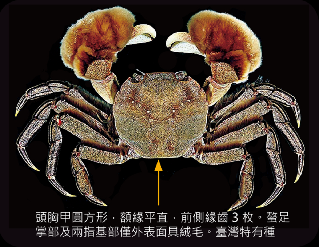 臺灣扁絨螯蟹