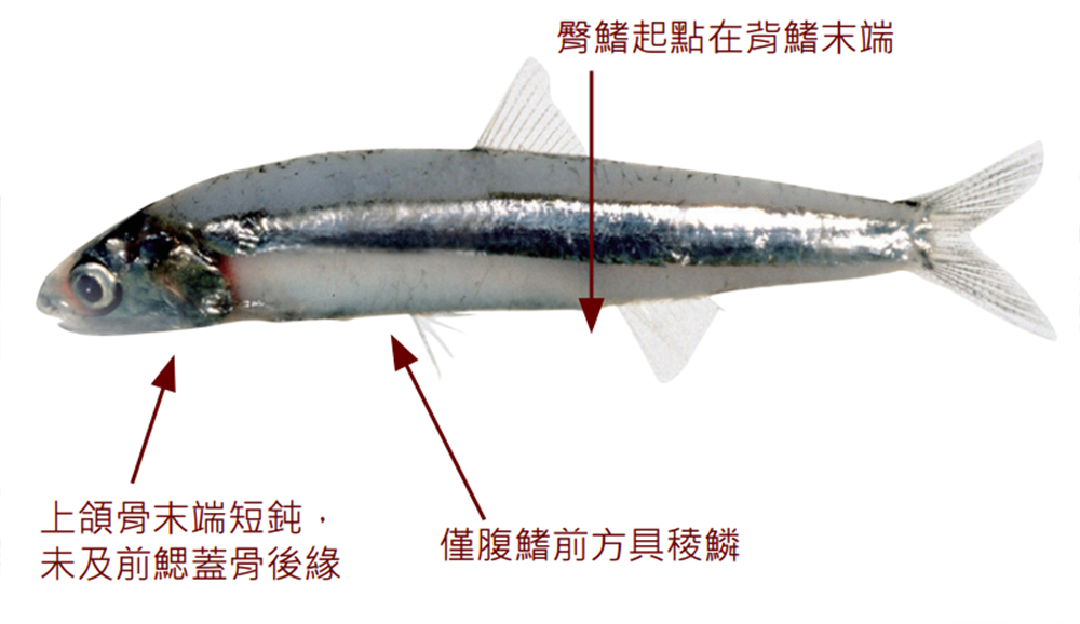 銀灰半稜鯷