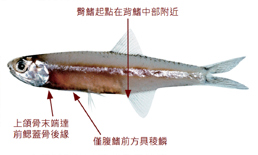 康氏側帶小公魚