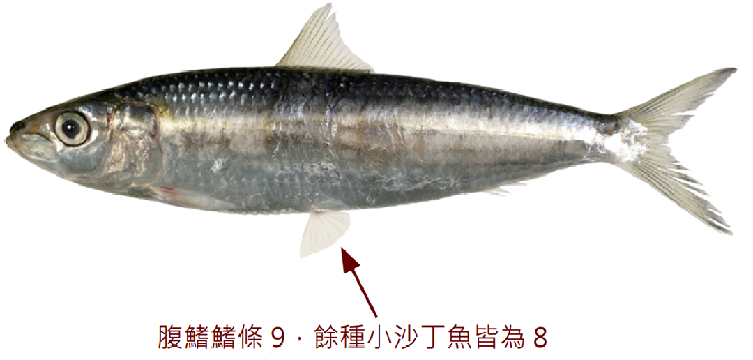 黃小沙丁魚