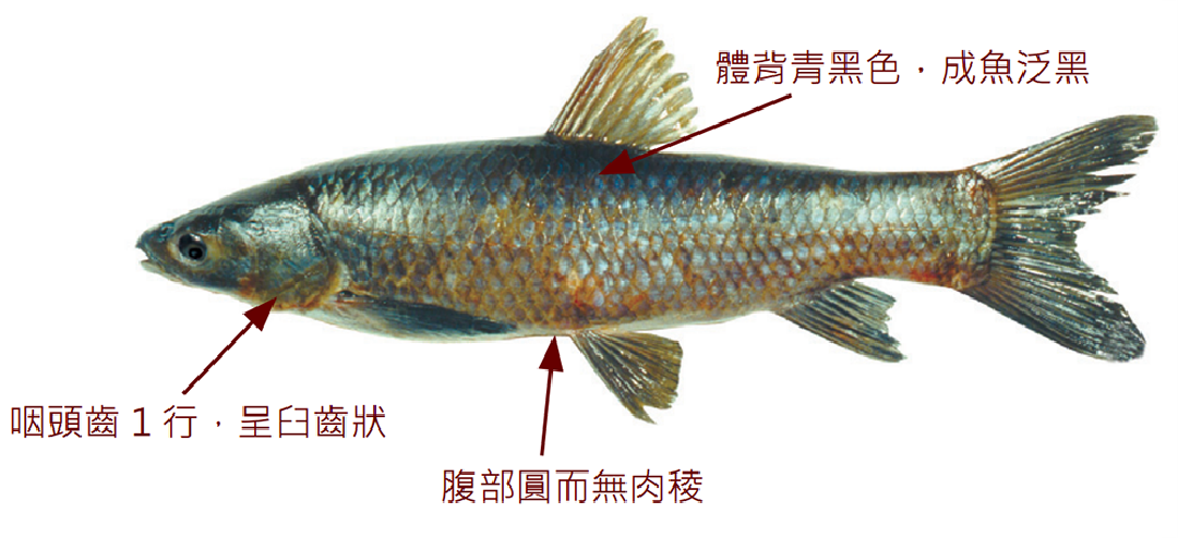 青魚