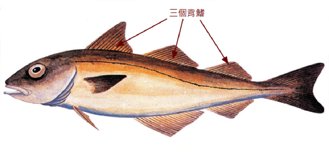 黃線狹鱈