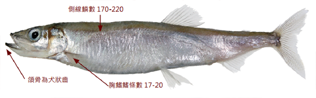 毛鱗魚