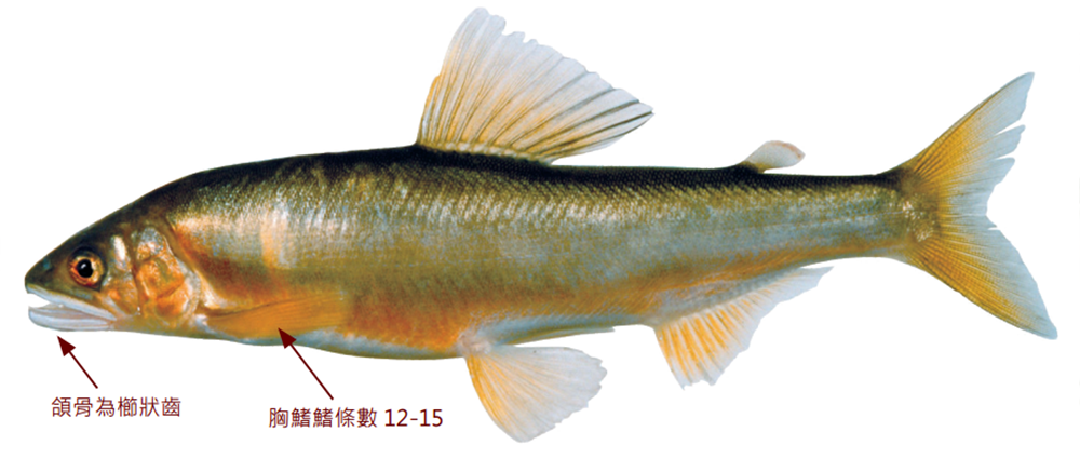 香魚