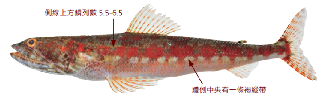 花斑狗母魚