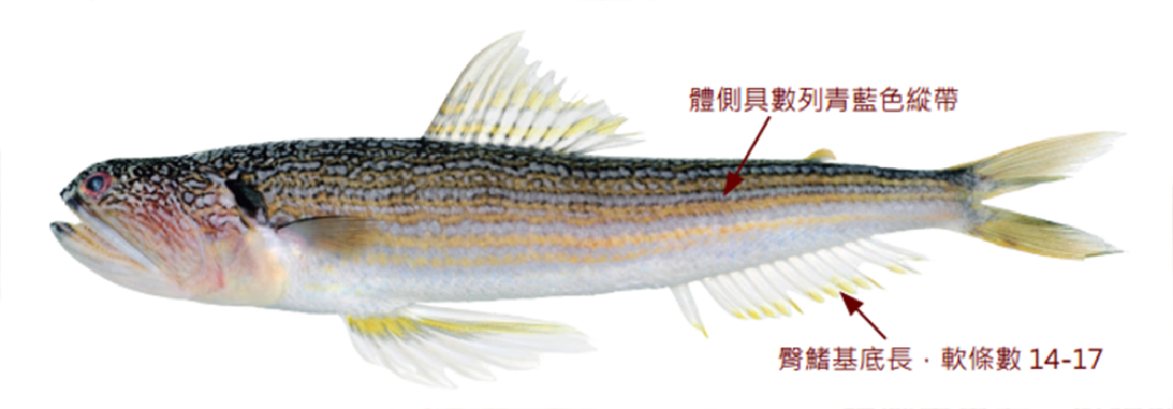 準大頭狗母魚