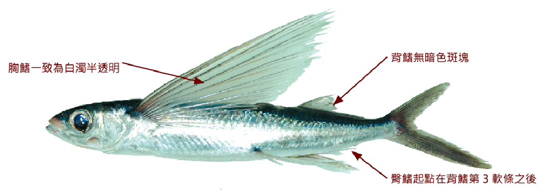 白鰭鬚唇飛魚