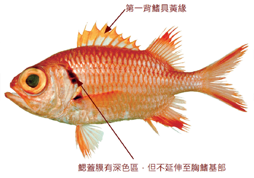 凸頜鋸鱗魚