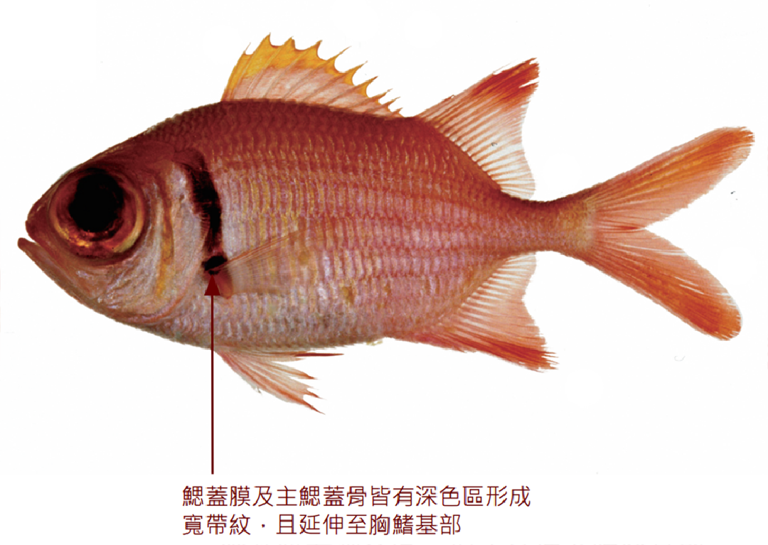 康德鋸鱗魚