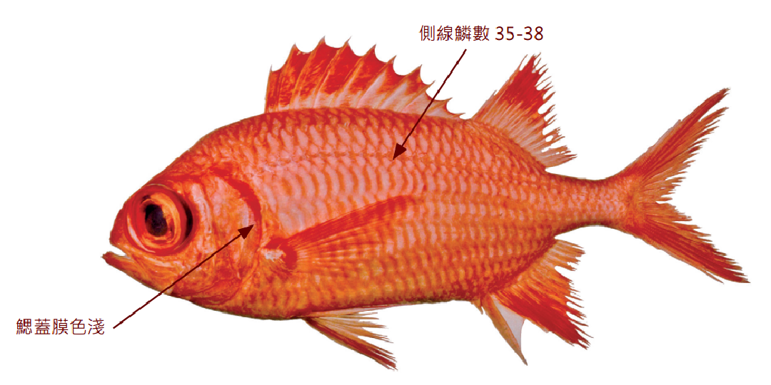 赤鰓鋸鱗魚