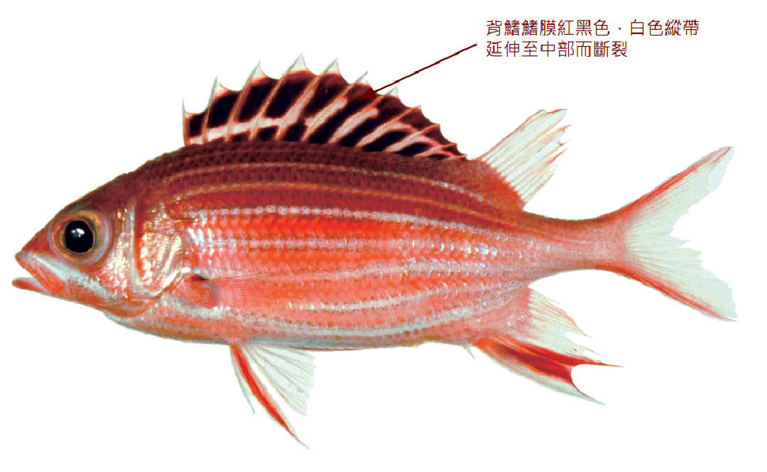 黑鰭棘鱗魚