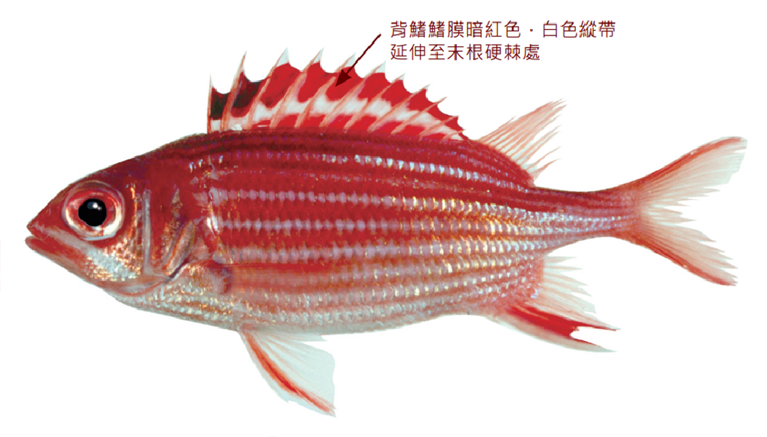 銀帶棘鱗魚