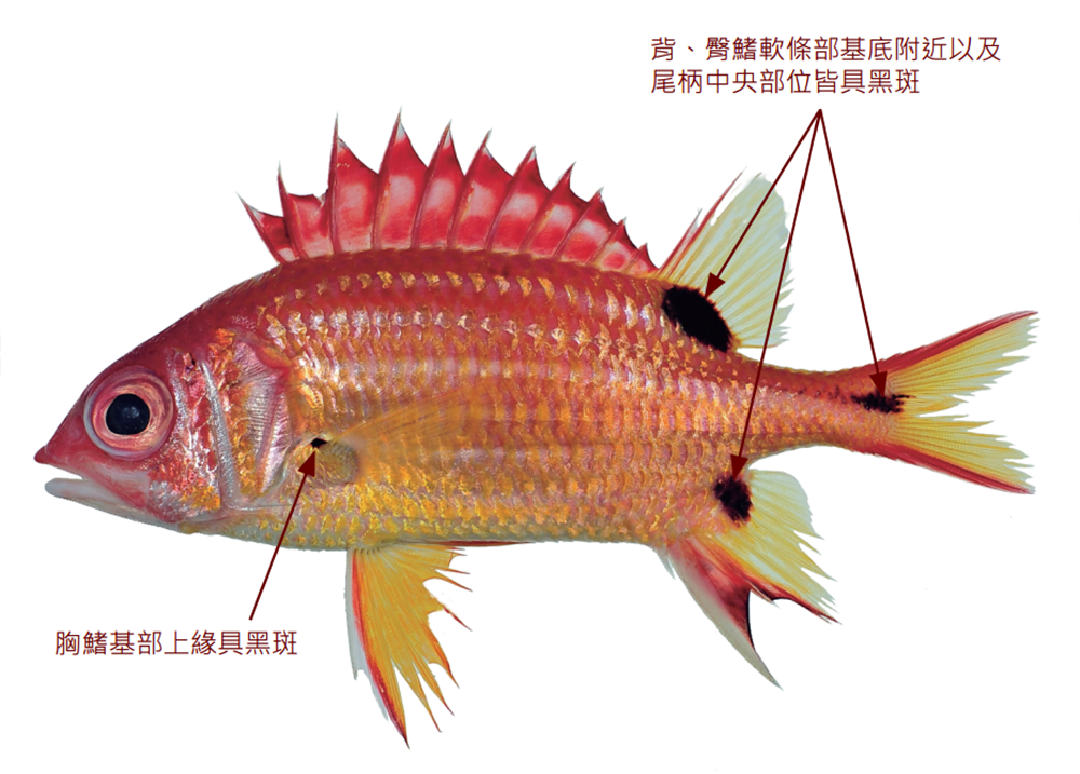 黑點棘鱗魚