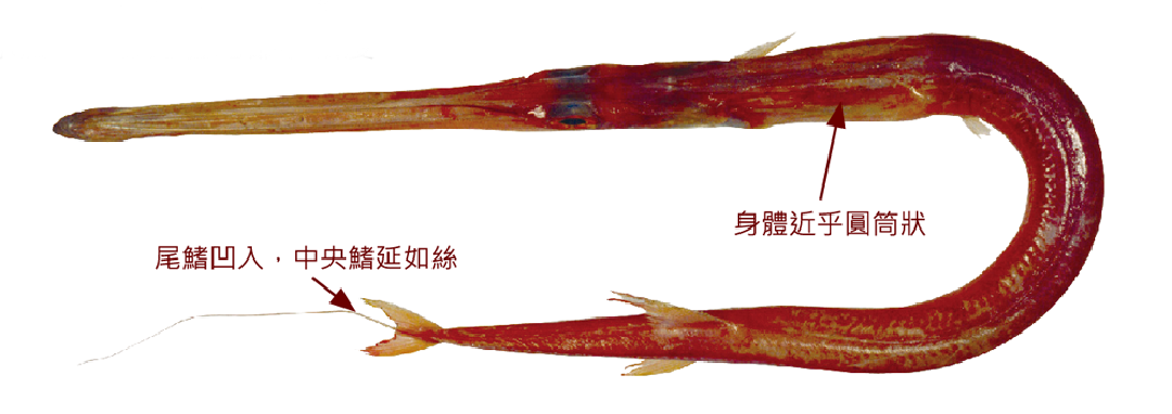 鱗馬鞭魚