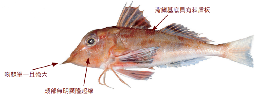 翼鱗角魚