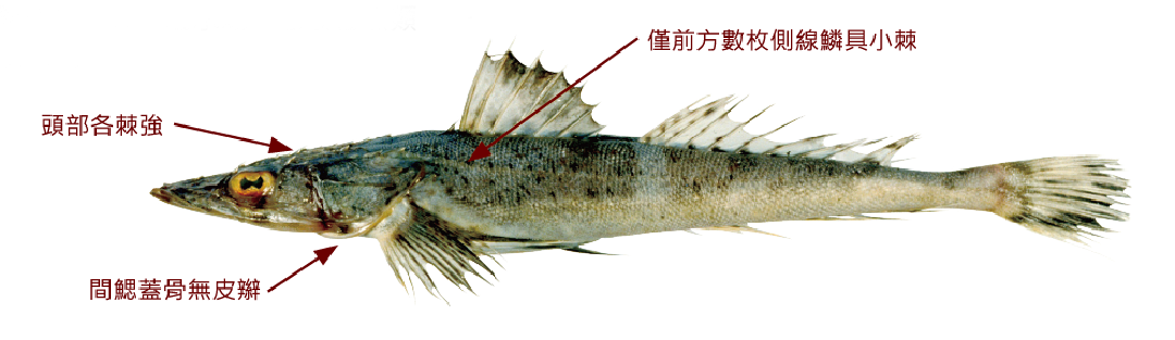 點斑鱷牛尾魚