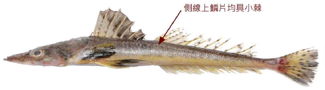 橫帶棘線牛尾魚