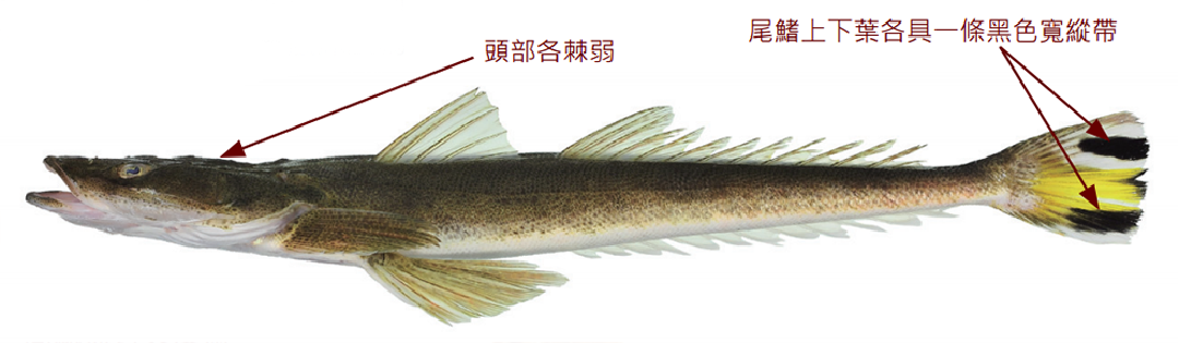 印度牛尾魚