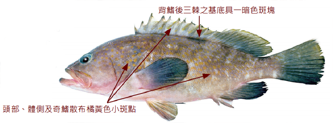 赤點石斑魚