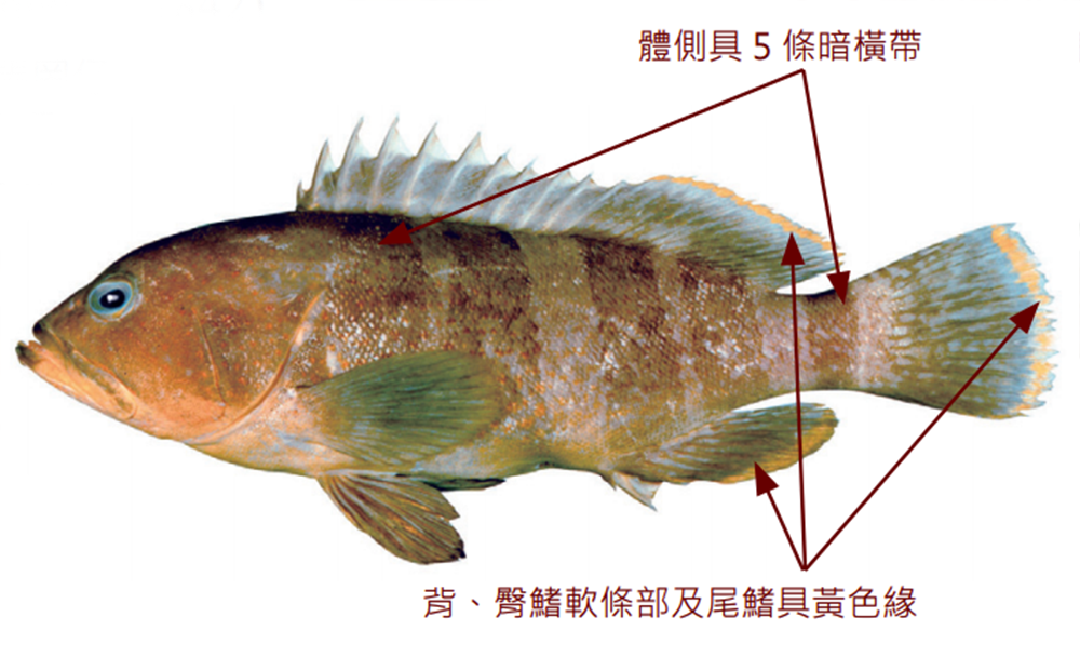 青石斑魚