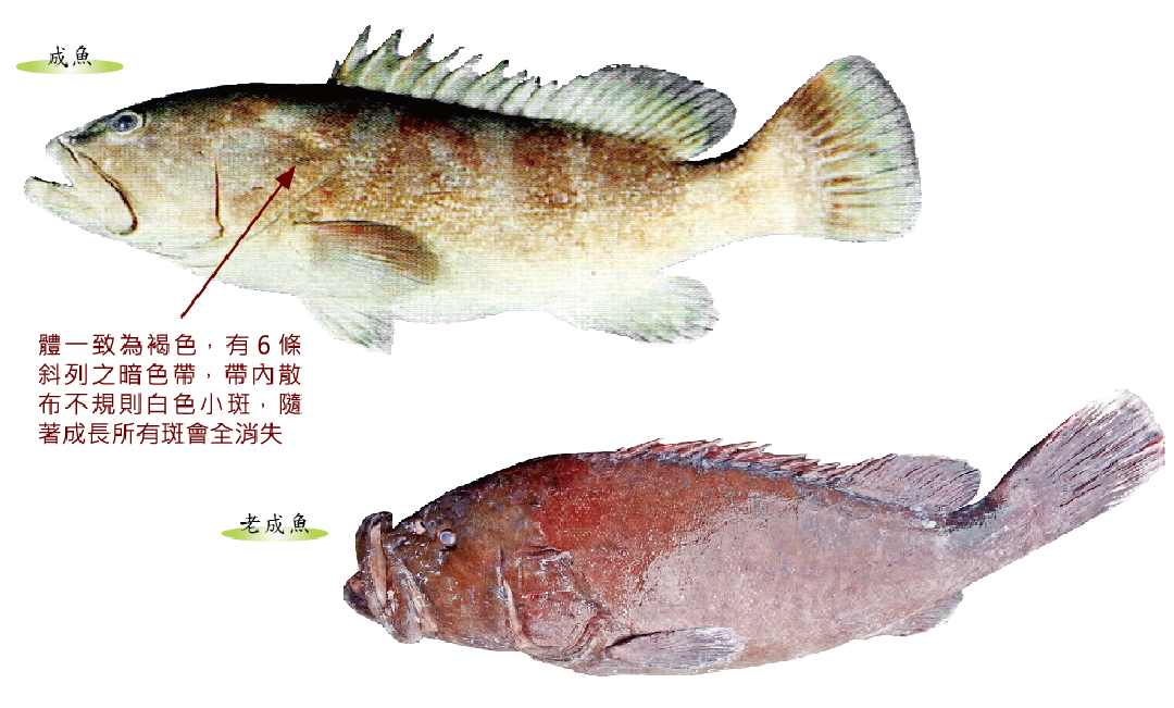 褐帶石斑魚