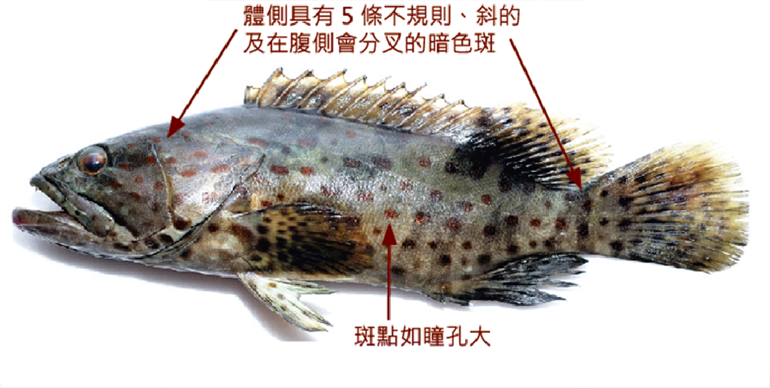 點帶石斑魚