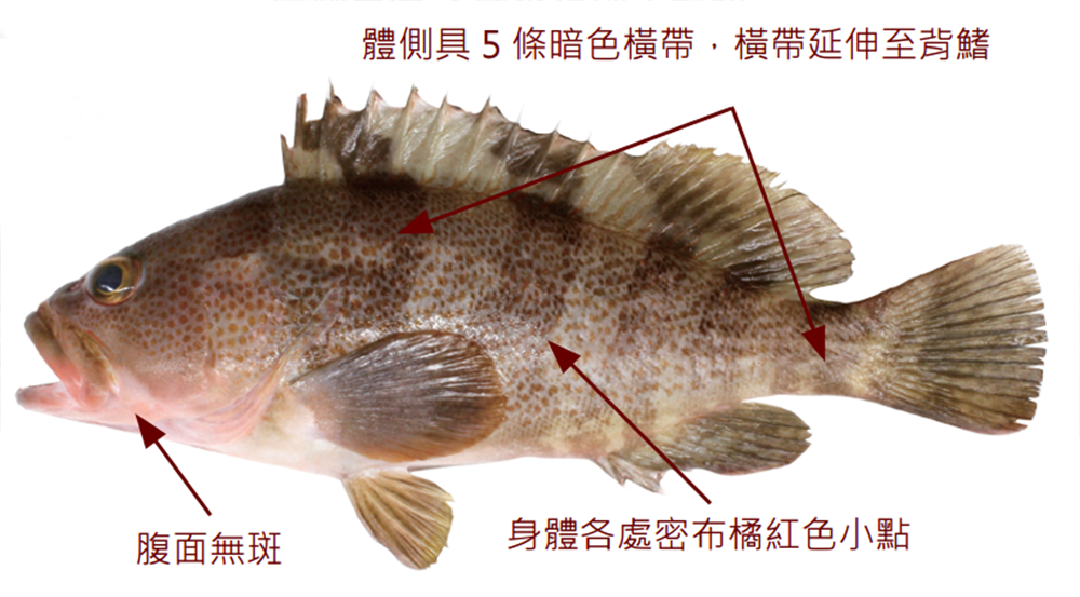 斑帶石斑魚