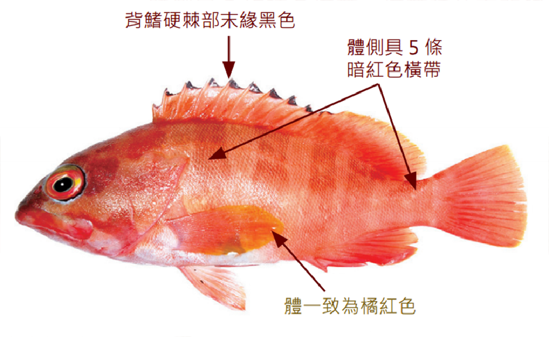 橫帶石斑魚