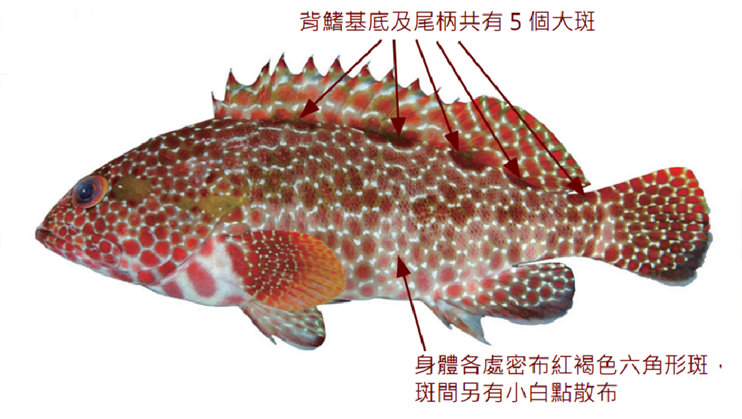 六角石斑魚