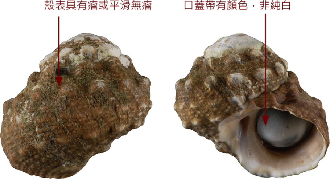 瘤珠螺