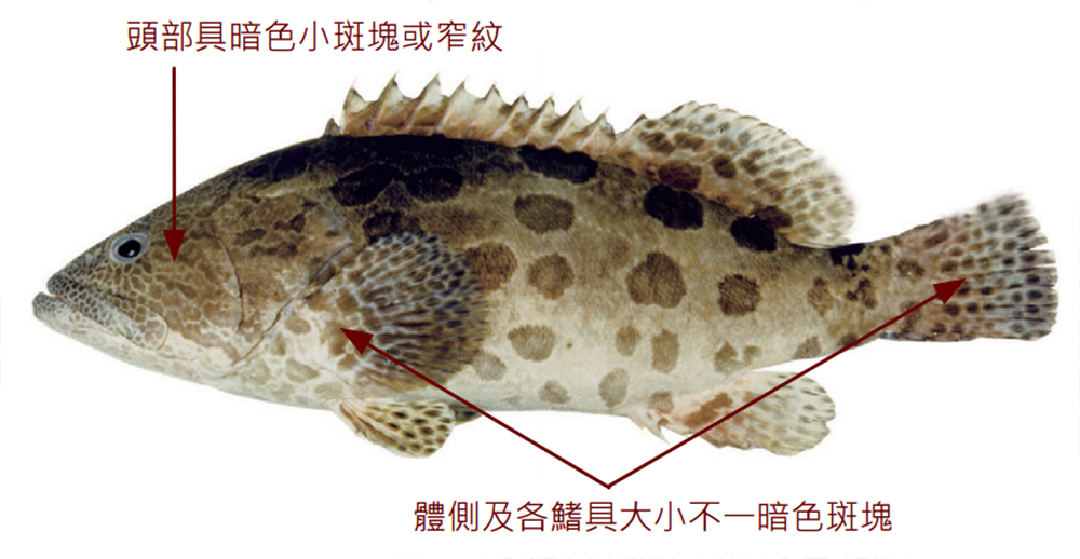 藍身大斑石斑魚