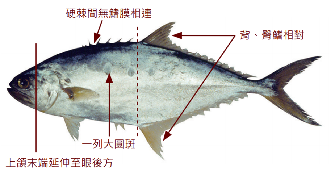 大口逆鈎鰺