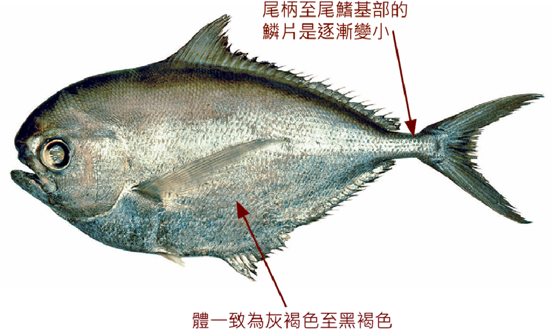 日本烏魴