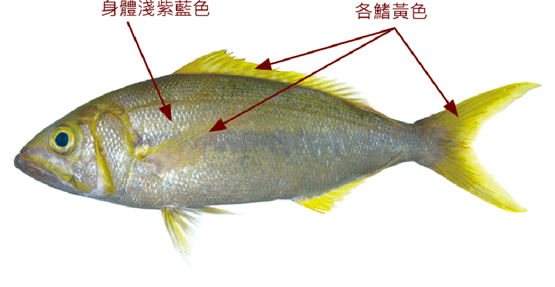 欖色細齒笛鯛鰏