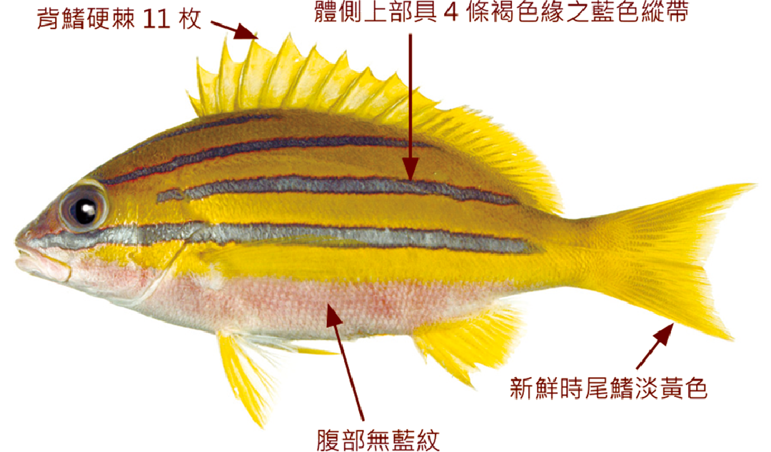 孟加拉笛鯛