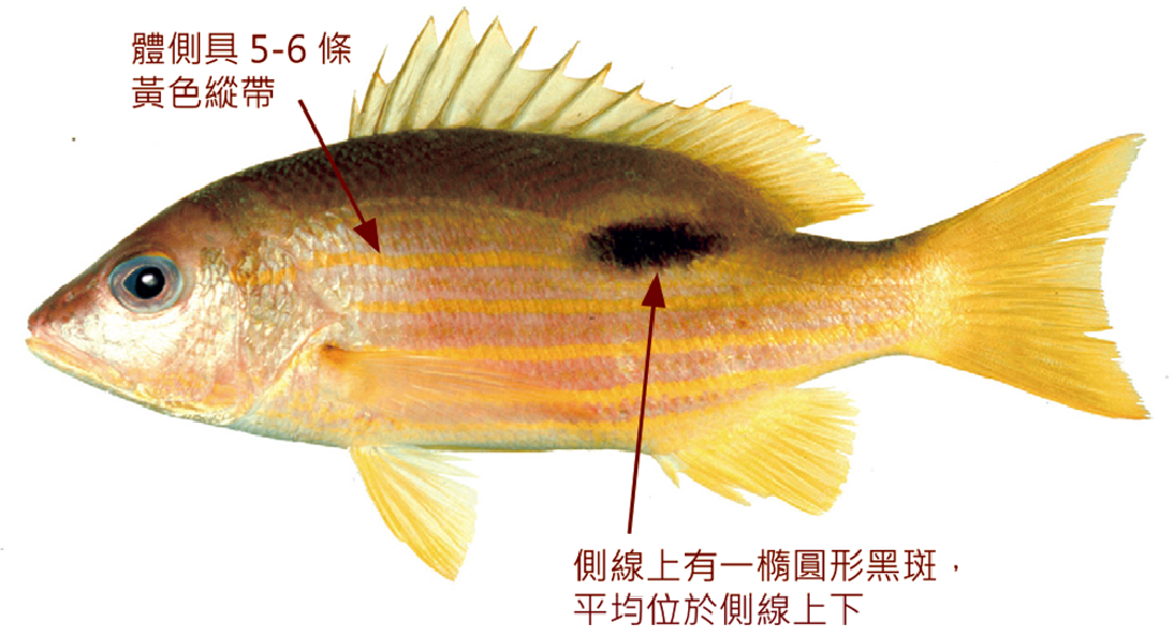 火斑笛鯛