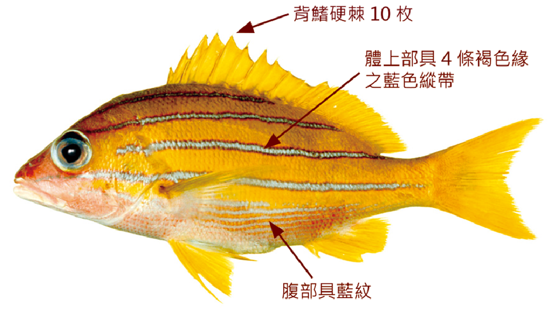 四線笛鯛