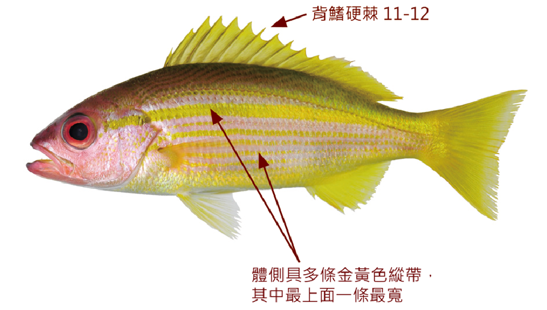 正笛鯛