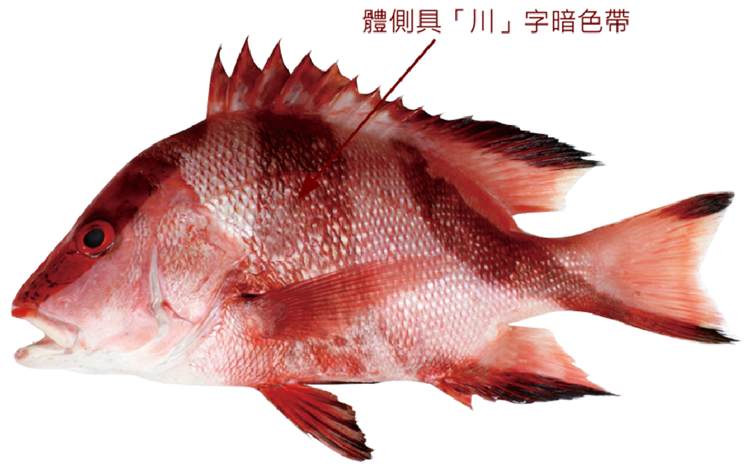 川紋笛鯛