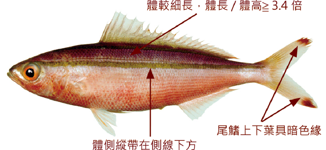 雙帶鱗鰭烏尾鮗