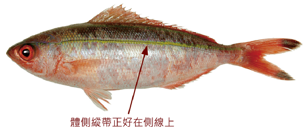 馬氏鱗鰭烏尾鮗