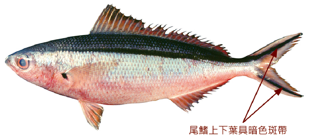 蒂爾鱗鰭烏尾鮗