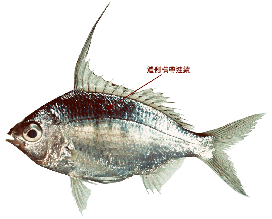 大棘鑽嘴魚