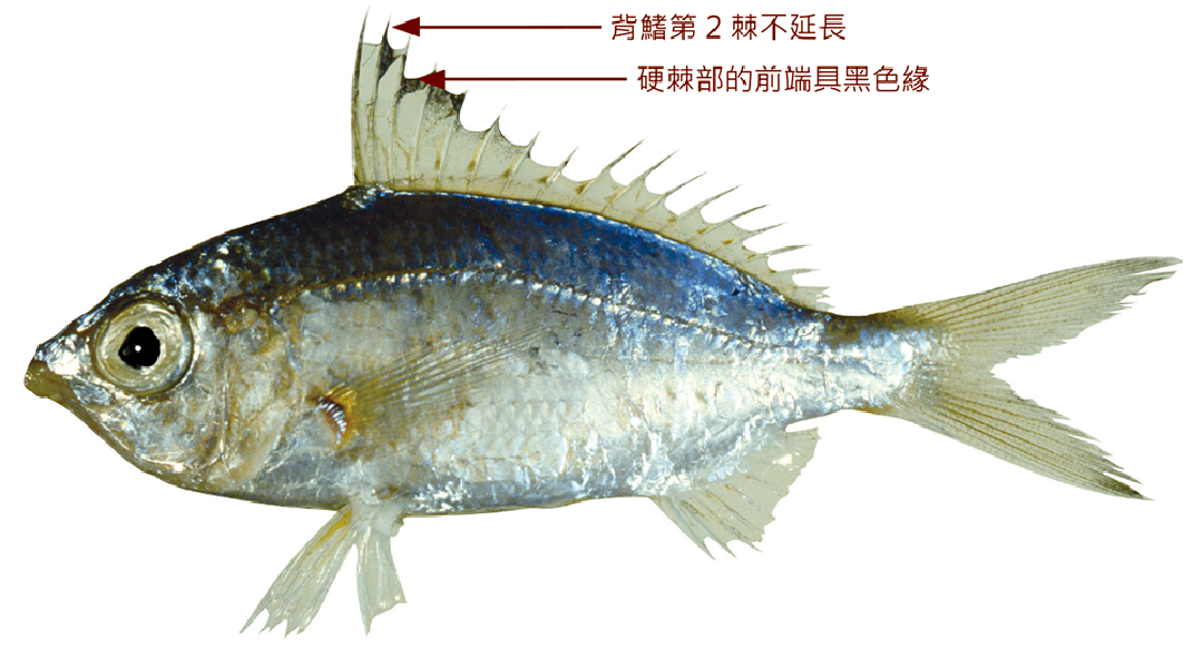 奧奈鑽嘴魚