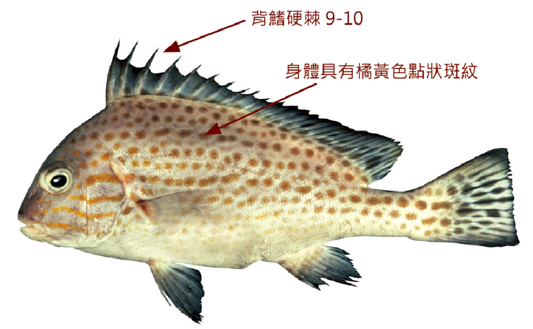 密點少棘胡椒鯛