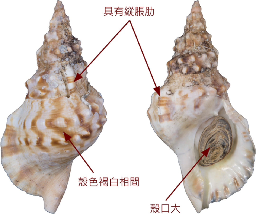 白法螺